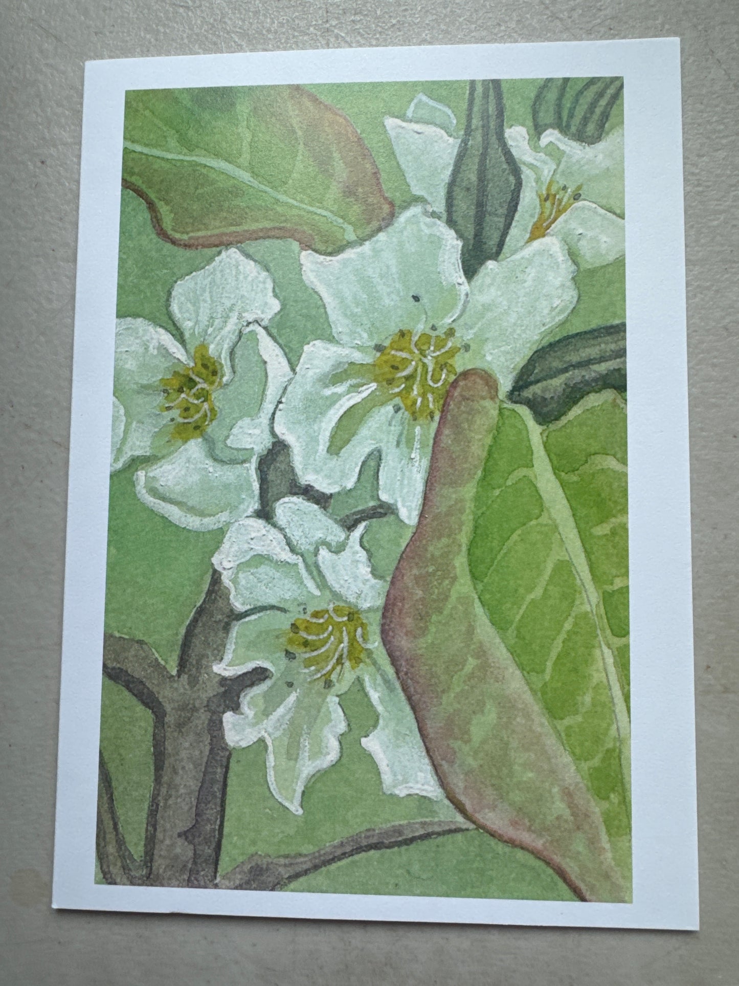 BQGO-2604 Pear blossom card